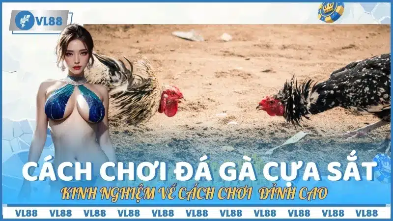 Kinh nghiệm về cách chơi đá gà cựa sắt đỉnh cao