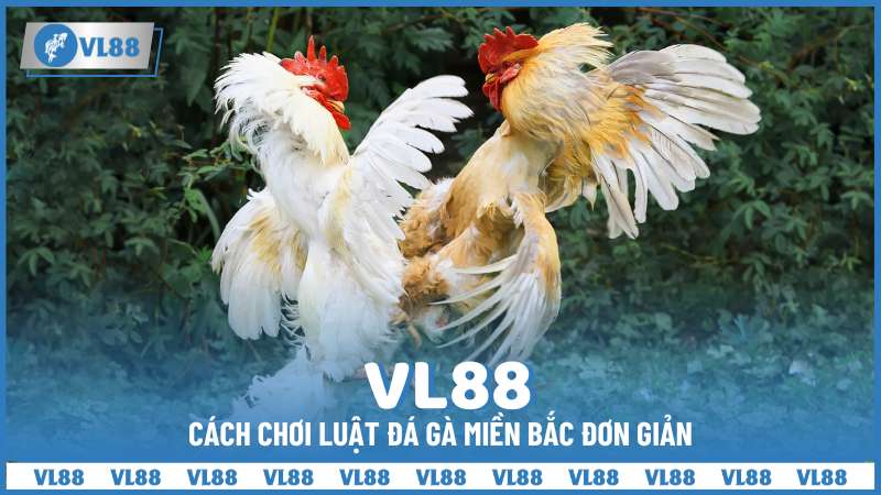 Cách chơi luật đá gà miền Bắc đơn giản