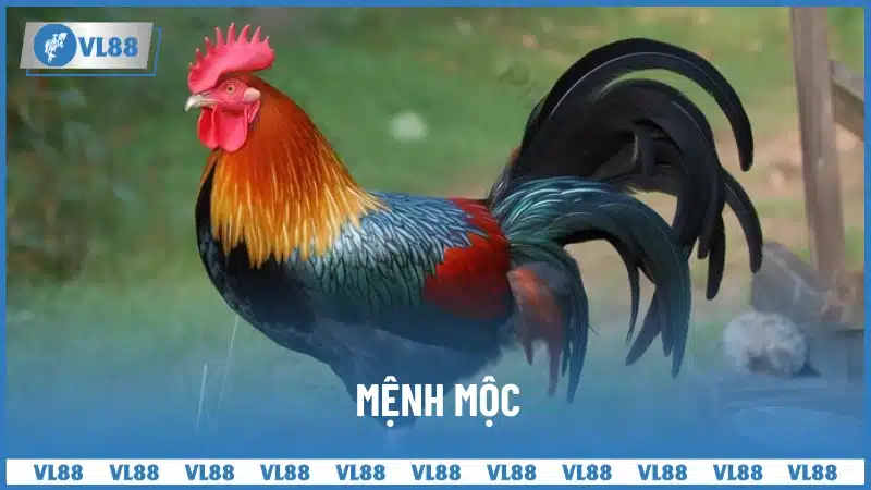 Mệnh Mộc