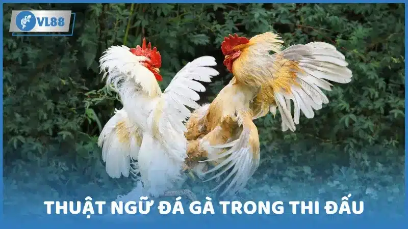 Thuật ngữ đá gà trong thi đấu