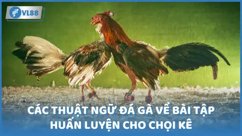 Các thuật ngữ về bài tập huấn luyện chọi kê