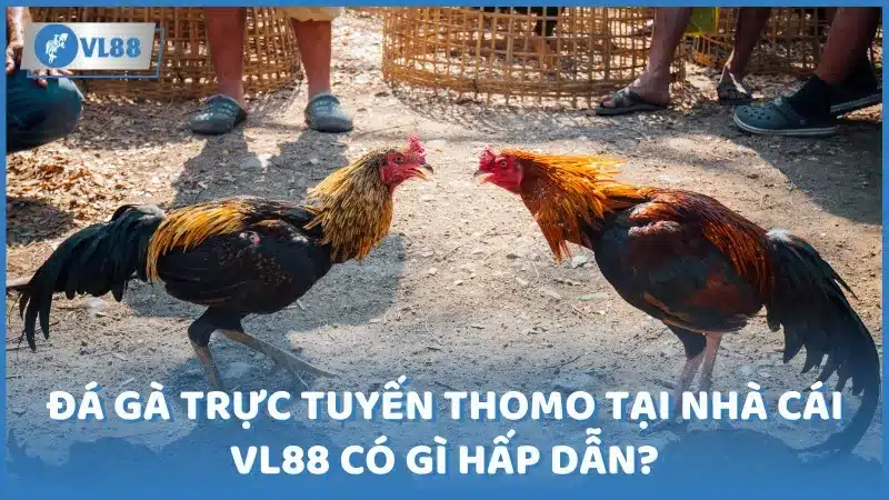 Đá gà trực tuyến Thomo tại nhà cái VL88 có gì hấp dẫn? 