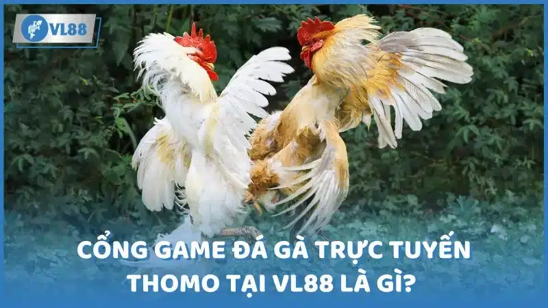 Đá gà trực tiếp Thomo tại VL88 là gì? 