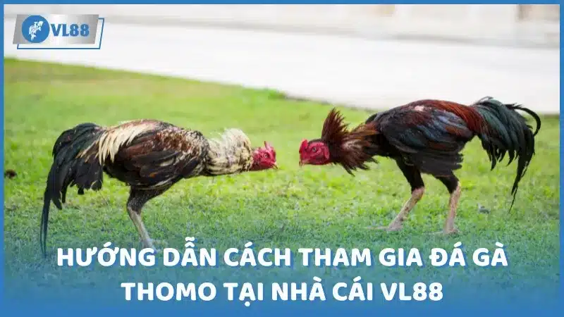 Hướng dẫn cách tham gia đá gà Thomo tại nhà cái VL88