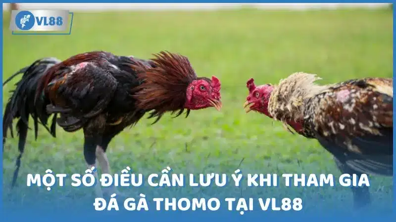 Một số điều cần lưu ý khi tham gia Đá gà Thomo tại VL88