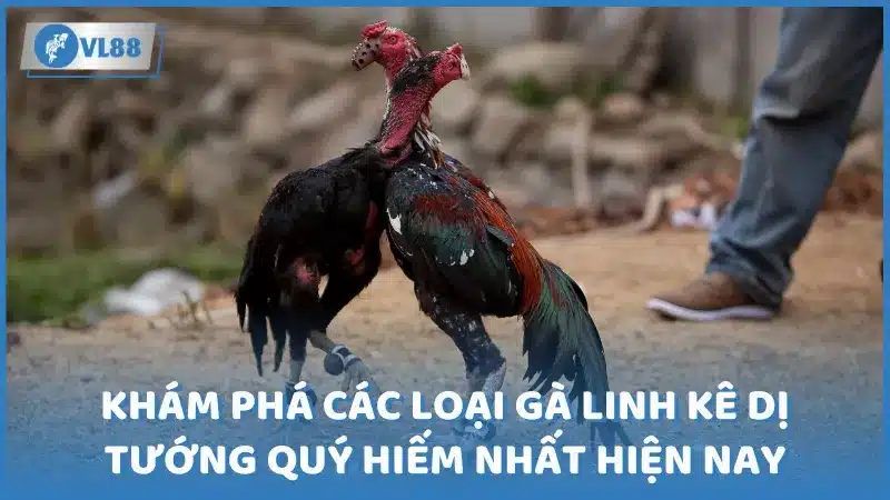 các loại gà linh kê dị tướng quý hiếm